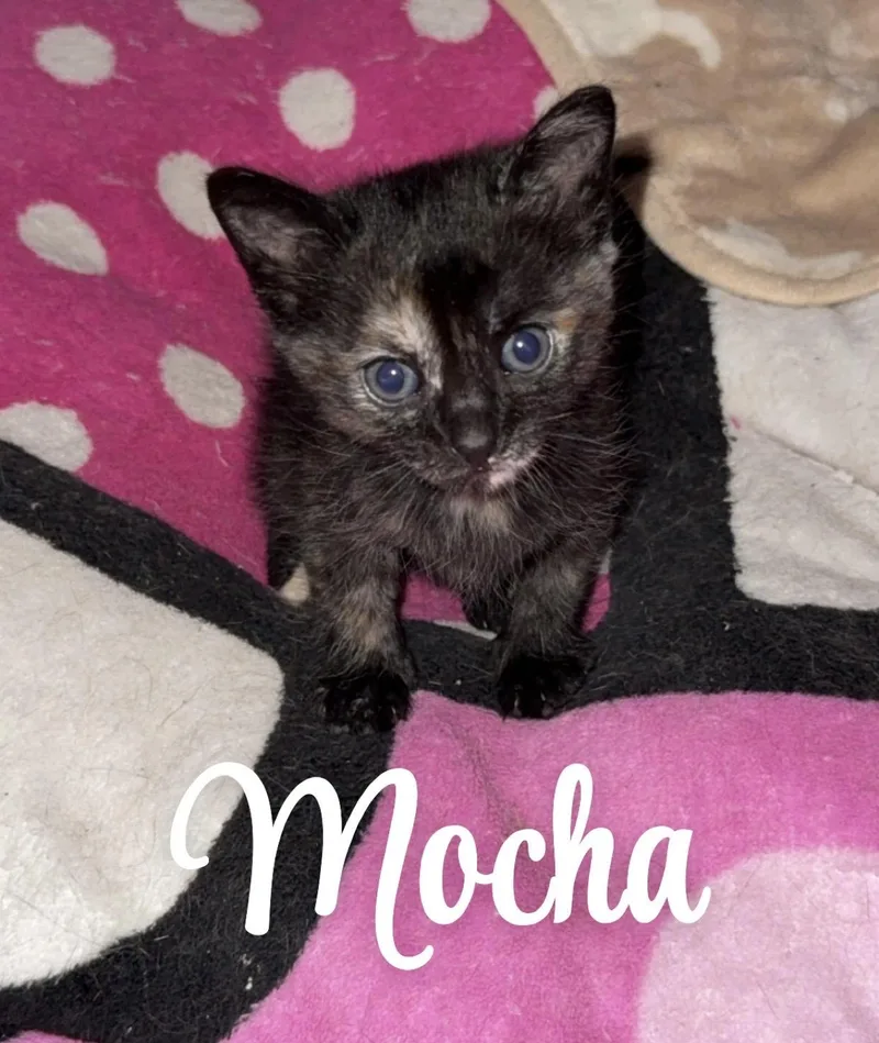 Mocha thumbnail 3