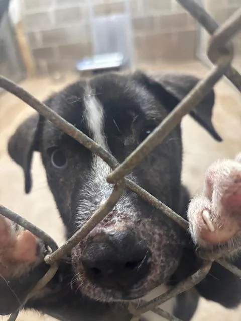 A baby large-sized male Shepherd dog named Uno for adoption in Princeton, IN