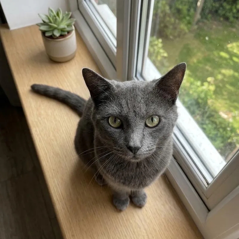 An adult medium-sized male Gray / Blue / Silver Russian Blue cat named Nix for adoption in Booneville, AR