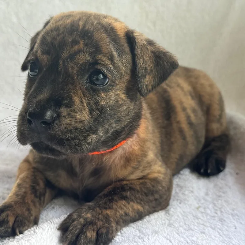 A baby medium-sized male Brindle Mixed Breed dog named Teagues for adoption in Frederiksted, VI