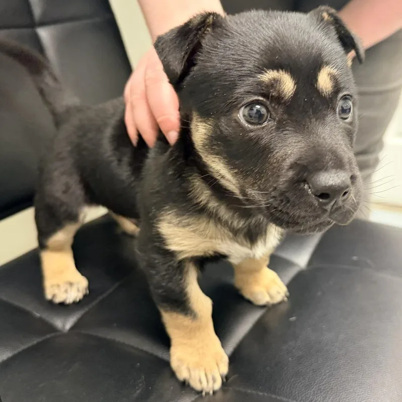 A baby small-sized male Mixed Breed dog named Rumpelstiltskin for adoption in Warrensburg, MO