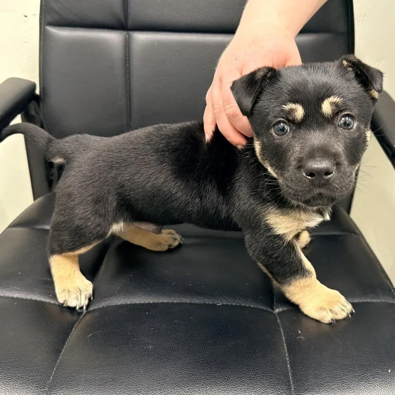 Rumpelstiltskin thumbnail 2