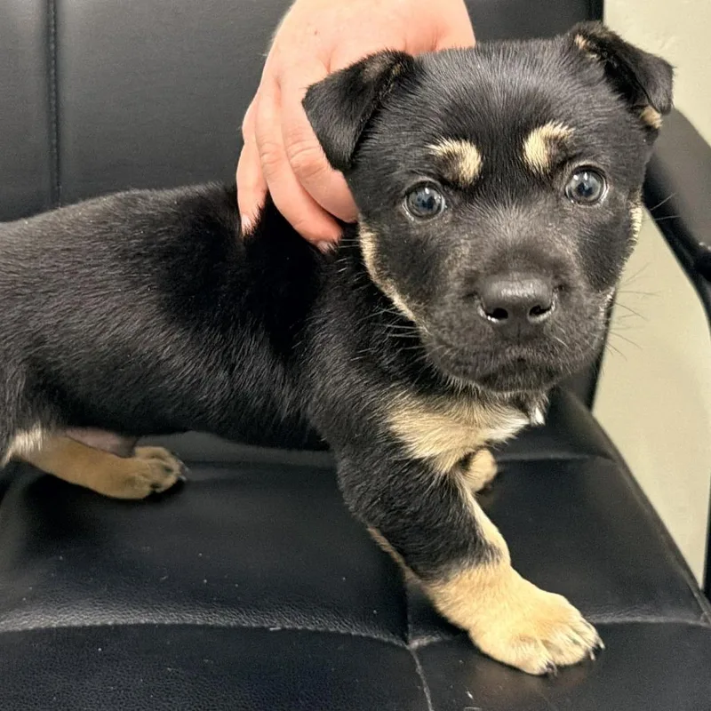 Rumpelstiltskin thumbnail 3