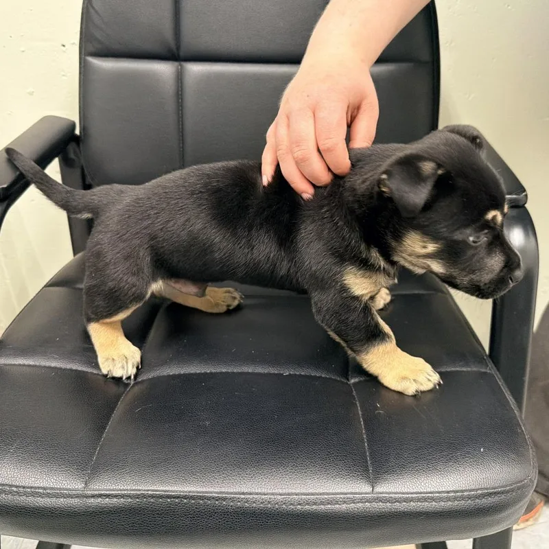 Rumpelstiltskin thumbnail 4