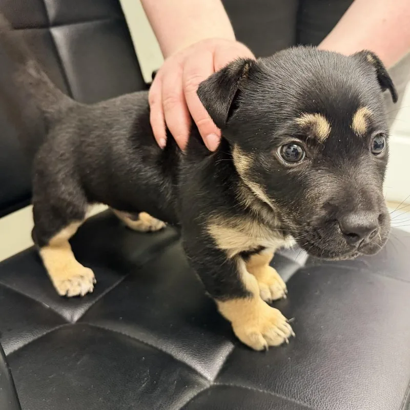 Rumpelstiltskin thumbnail 5