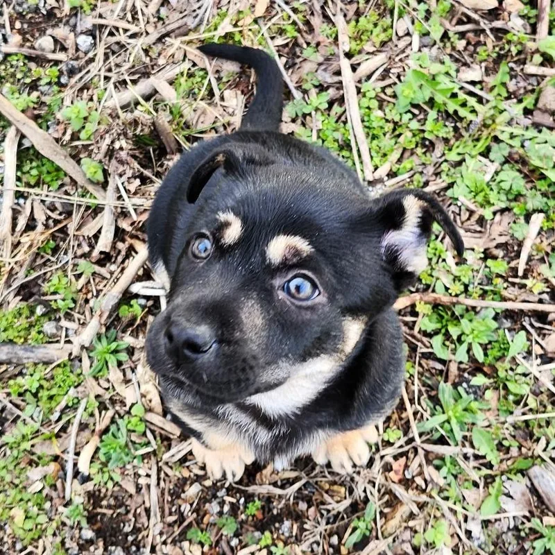 Rumpelstiltskin thumbnail 6