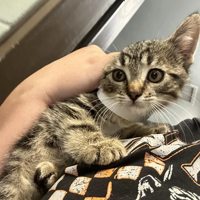 A baby small-sized female Brown / Chocolate Domestic Short Hair cat named Futomaki for adoption in Durango, CO