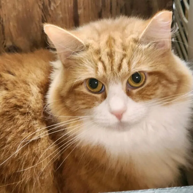 Varela  Varla thumbnail 2