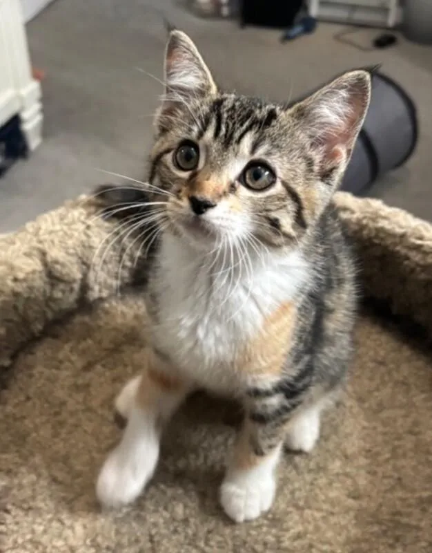 A young medium-sized female Tabby (Brown / Chocolate) Domestic Short Hair cat named Lacey for adoption in North Babylon, NY