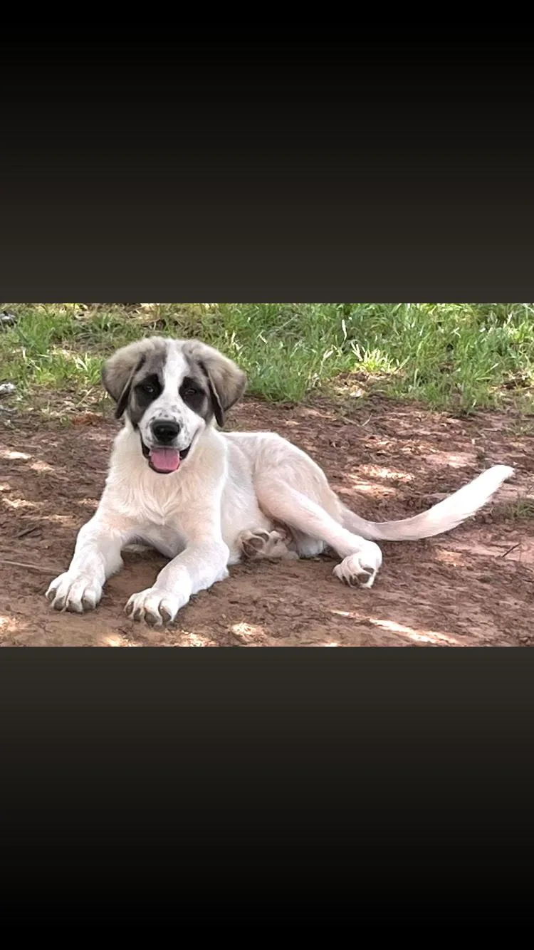 A baby extra large-sized male Bicolor Great Pyrenees dog named Sheriff for adoption in Paradise, TX