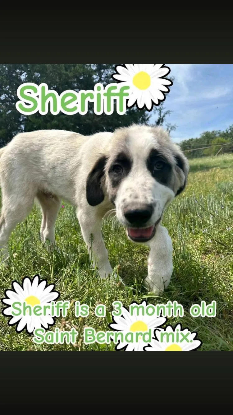 Sheriff thumbnail 2
