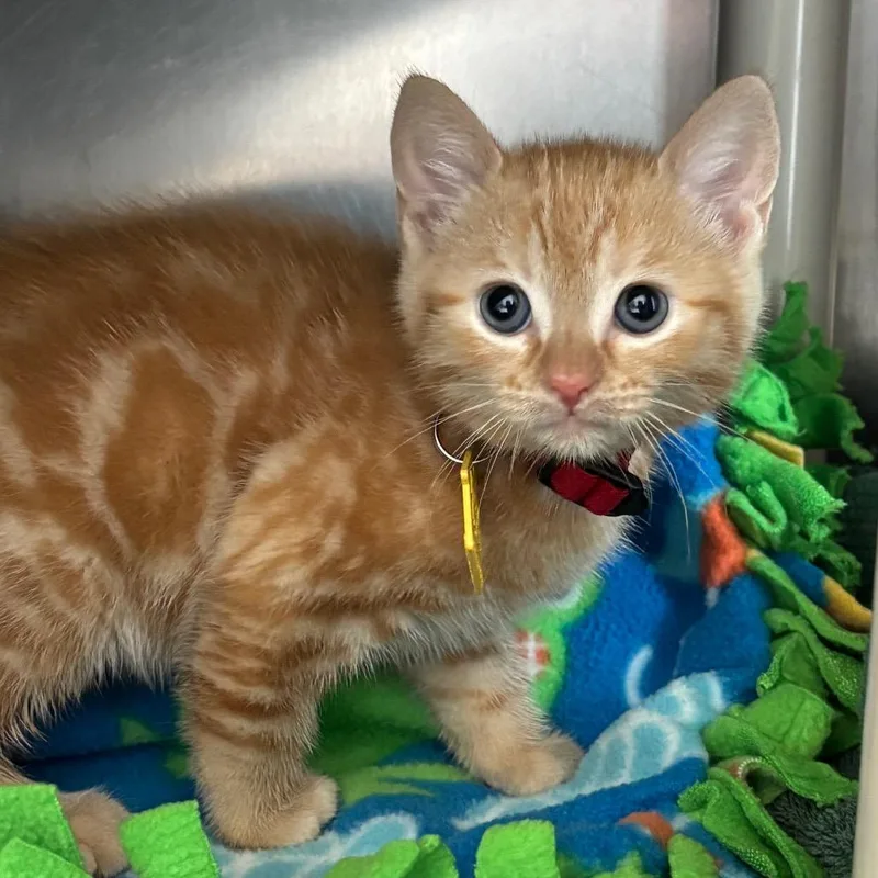A baby small-sized female Orange / Red Domestic Short Hair cat named Mimolette for adoption in Springfield, MA