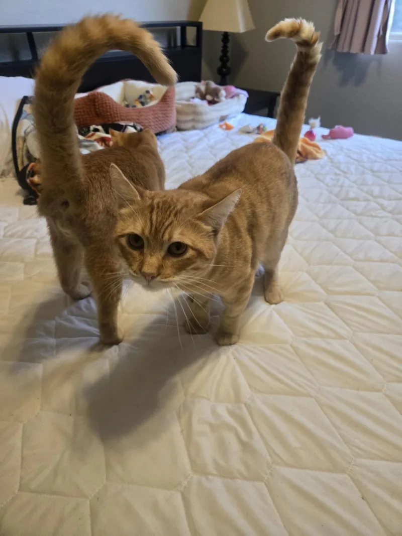 An adult medium-sized male Orange / Red Domestic Short Hair cat named Chester Purrington for adoption in Chandler, AZ