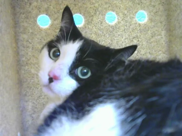 An adult medium-sized male Domestic Short Hair cat named Oreo for adoption in Albuquerque, NM