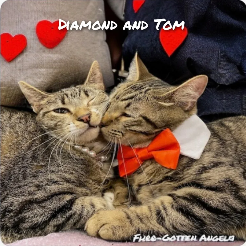 An adult medium-sized male Tabby (Brown / Chocolate) Tabby cat named Tom for adoption in Dickinson, TX