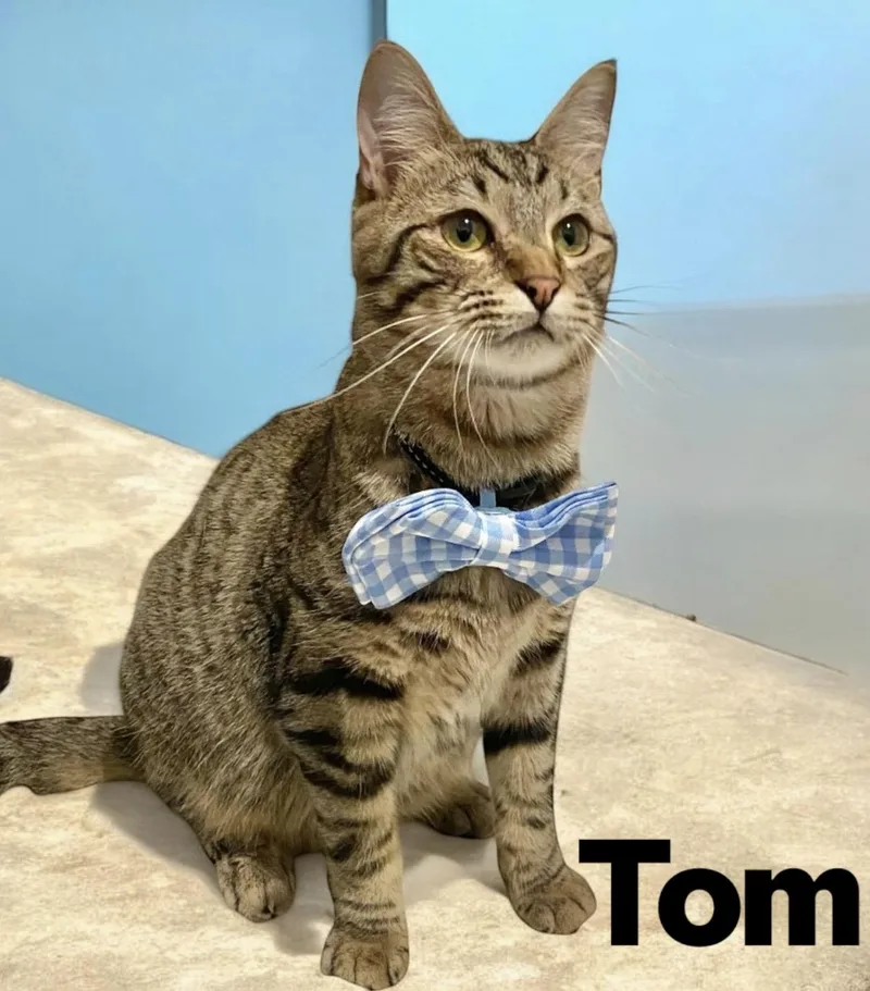 Tom thumbnail 2
