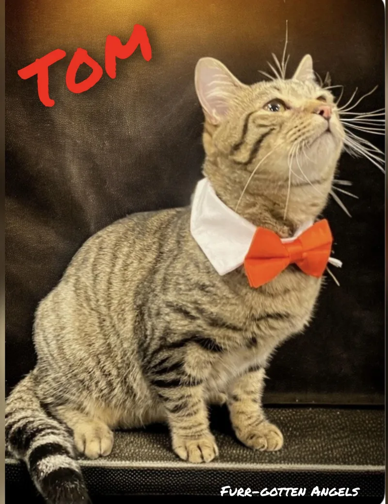 Tom thumbnail 3