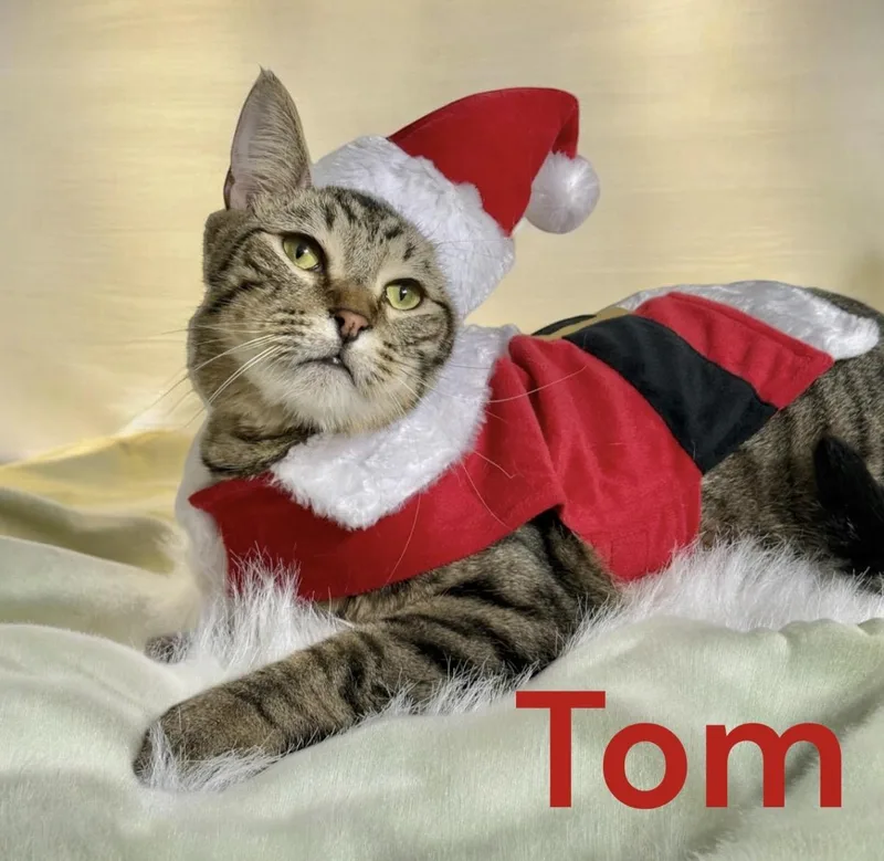 Tom thumbnail 4