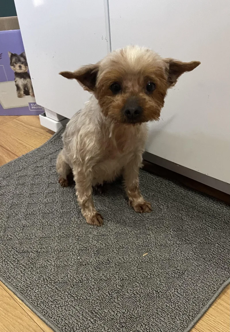 An adult small-sized female Gray / Blue / Silver Yorkshire Terrier dog named Reba for adoption in Lexington, KY