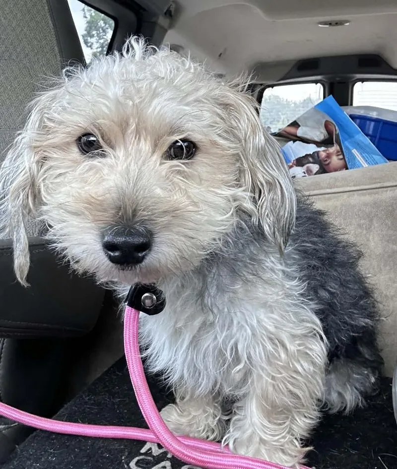 A young small-sized male Yorkshire Terrier dog named Fonzie for adoption in Warren, MI