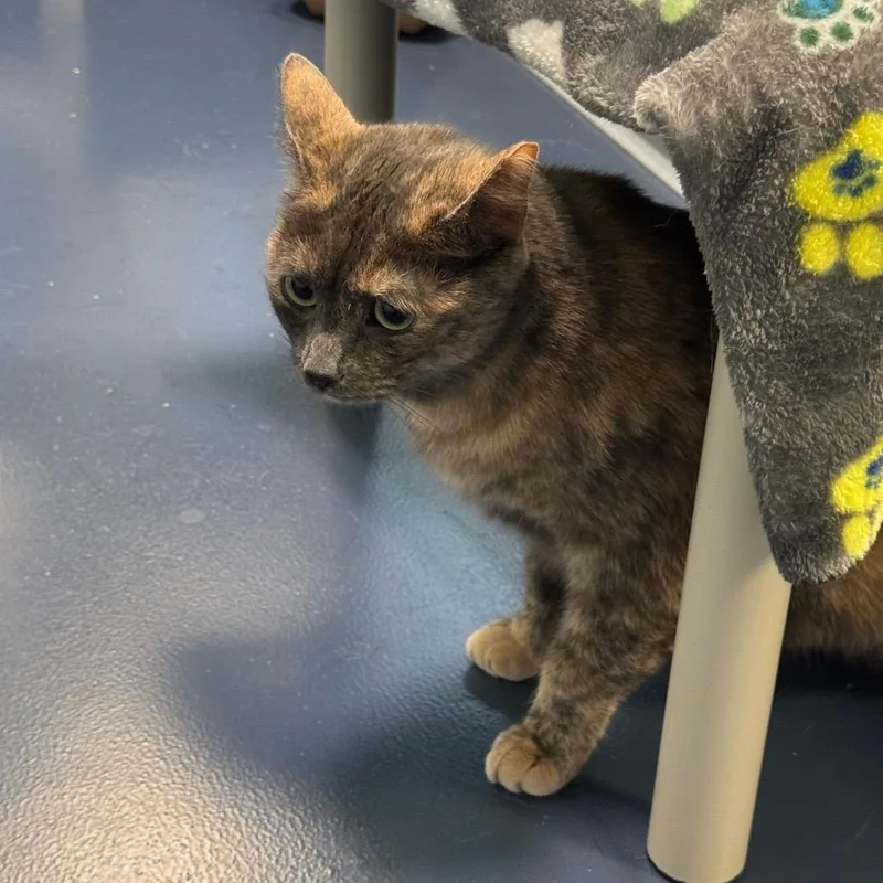 A young large-sized female Tortoiseshell Domestic Short Hair cat named Macaron for adoption in Greensboro, NC