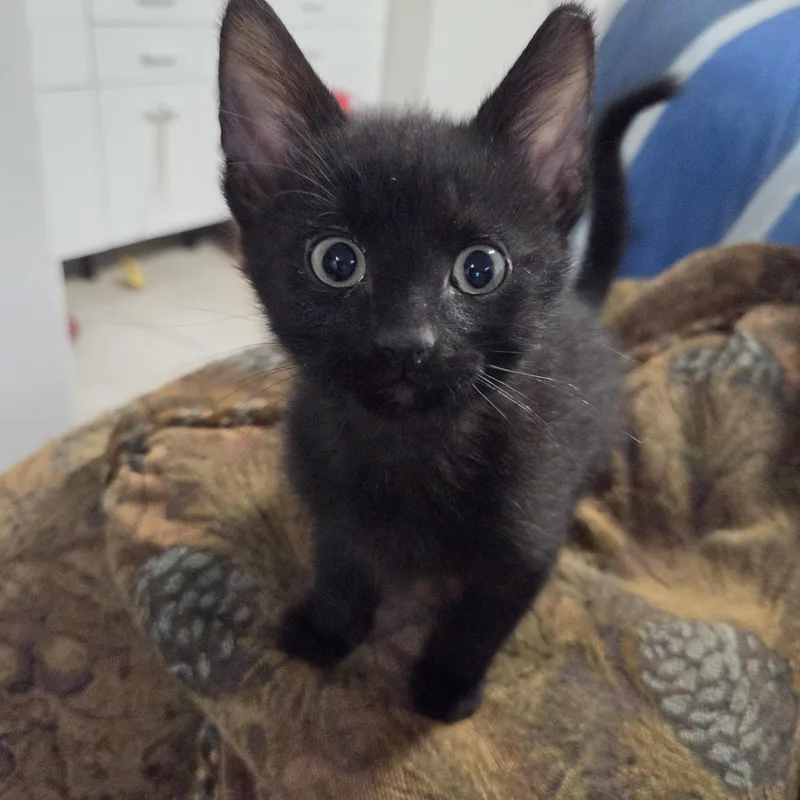 A baby small-sized male Black Domestic Short Hair cat named Willie Haseman for adoption in Morrison, CO