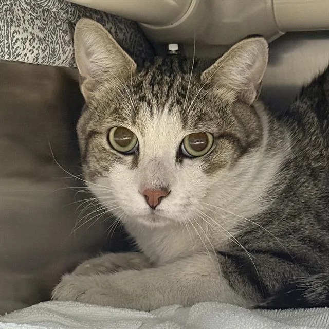 An adult medium-sized male Domestic Short Hair cat named Bok Choy for adoption in Las Vegas, NV