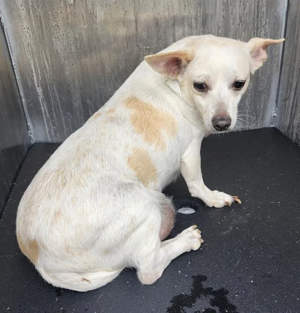 An adult small-sized female Chihuahua dog named Baby for adoption in San Antonio, TX