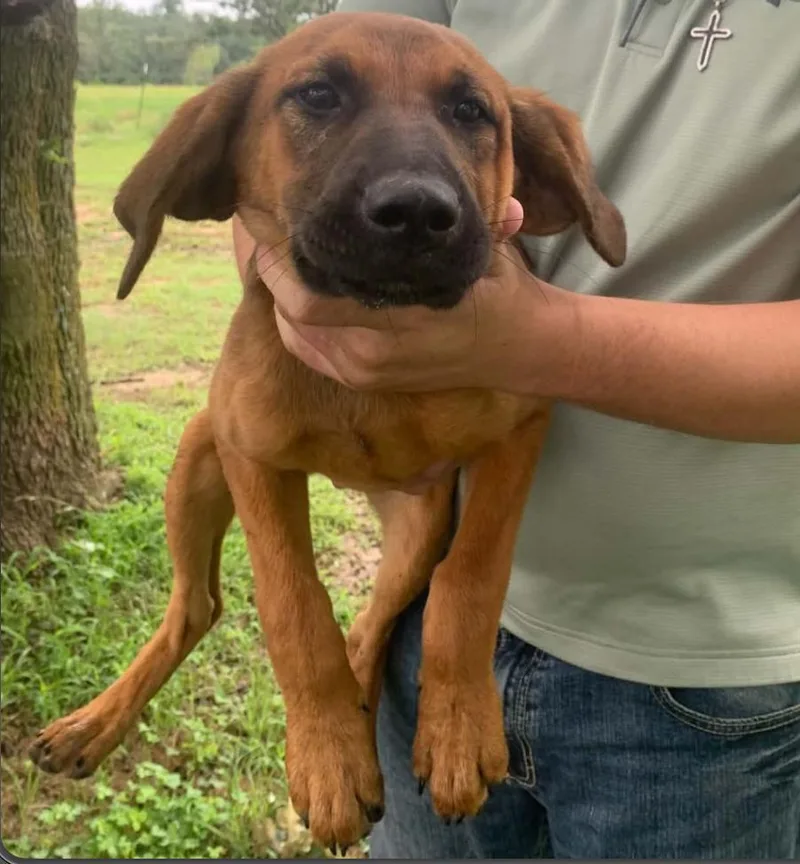 A baby medium-sized female English Coonhound dog named Janis Joplin for adoption in TULSA, OK