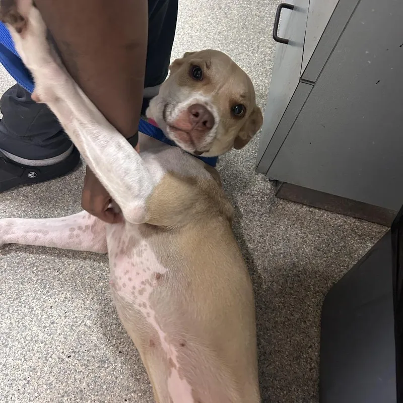 A young medium-sized female Yellow / Tan / Blond / Fawn Mixed Breed dog named Creek for adoption in Jacksonville, FL