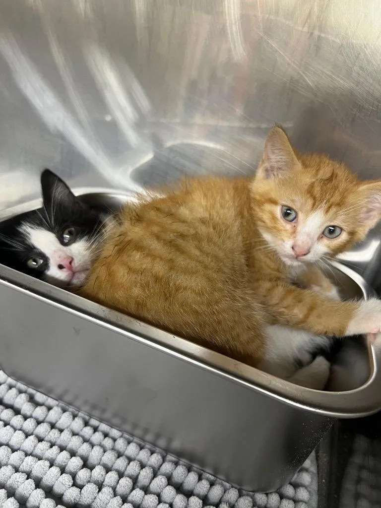 A baby medium-sized male Domestic Short Hair cat named Indigo for adoption in Murray, KY