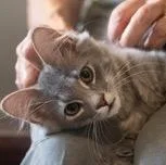 A baby large-sized male Gray / Blue / Silver Maine Coon cat named Dustin BIG PERSONALITY SUPER for adoption in Bethel, CT