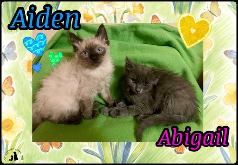 A young small-sized male Domestic Long Hair cat named Aiden & Abigail Bonded for adoption in San Jose, CA