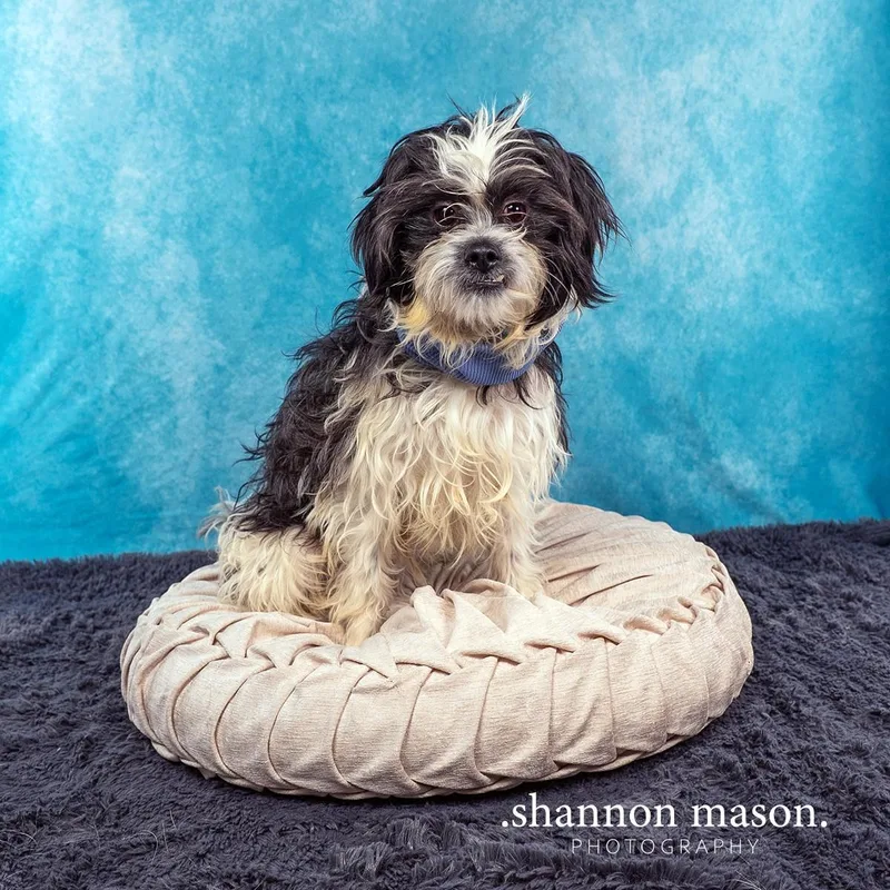 A young small-sized male Terrier dog named Benny for adoption in Las Vegas, NV