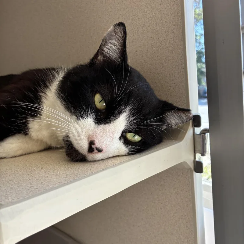 An adult medium-sized male Black Domestic Short Hair cat named Alfred for adoption in Redwood City, CA