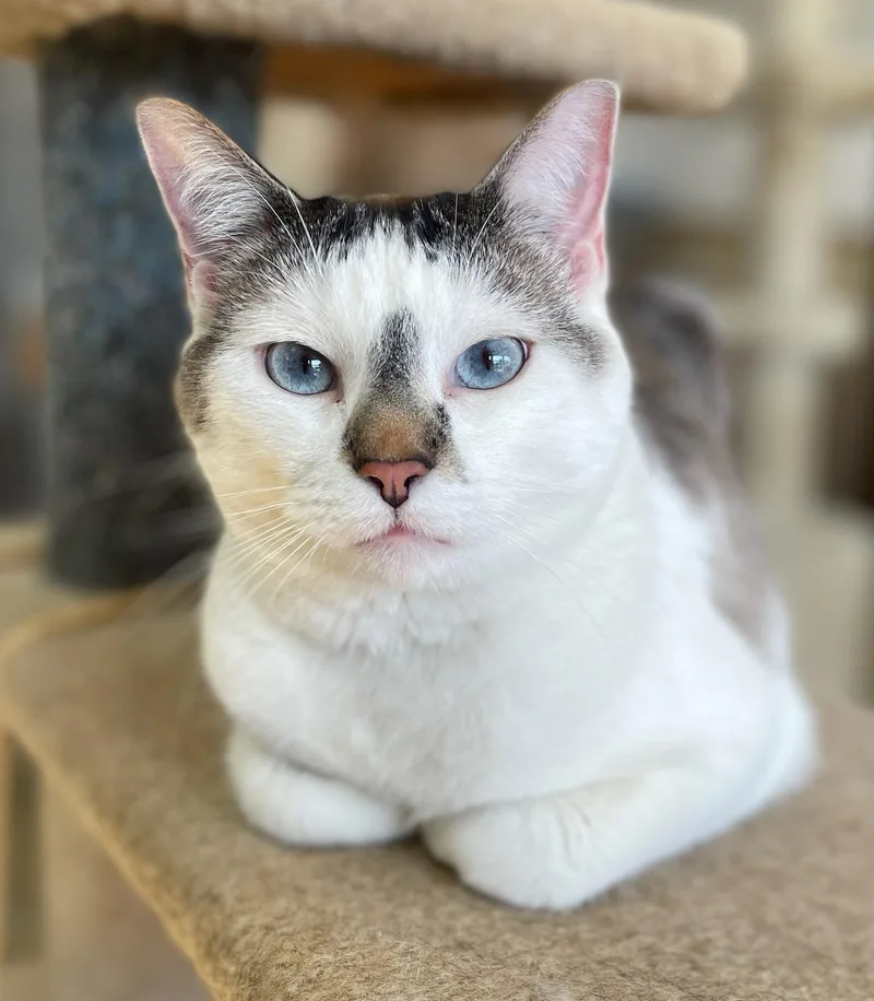 An adult large-sized male White Domestic Short Hair cat named Smokey for adoption in Neillsville, WI