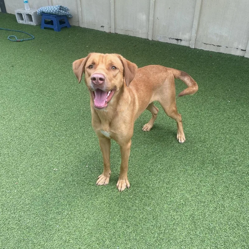 An adult medium-sized male Yellow / Tan / Blond / Fawn Mixed Breed dog named Squish for adoption in LOXAHATCHEE, FL
