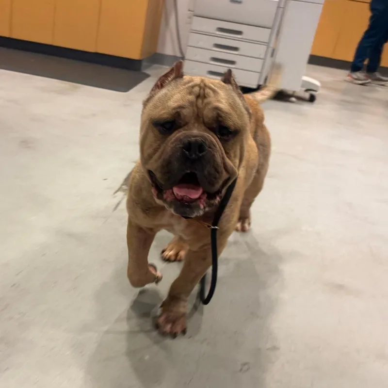An adult medium-sized male Yellow / Tan / Blond / Fawn English Bulldog dog named TBone for adoption in Charlottesville, VA