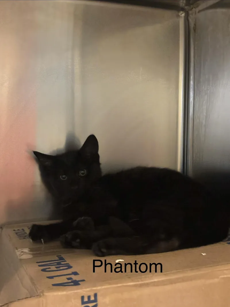 A young small-sized female Domestic Short Hair cat named Phantom for adoption in Topsham, ME
