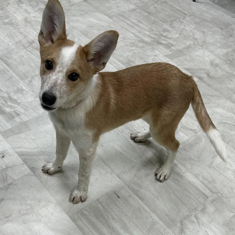 A baby medium-sized male Red / Chestnut / Orange Australian Cattle Dog / Blue Heeler dog named Bart for adoption in Neillsville, WI
