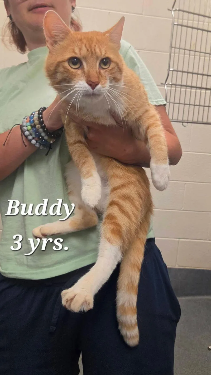 An adult large-sized male Orange & White Domestic Short Hair cat named Buddy for adoption in Amherst, VA