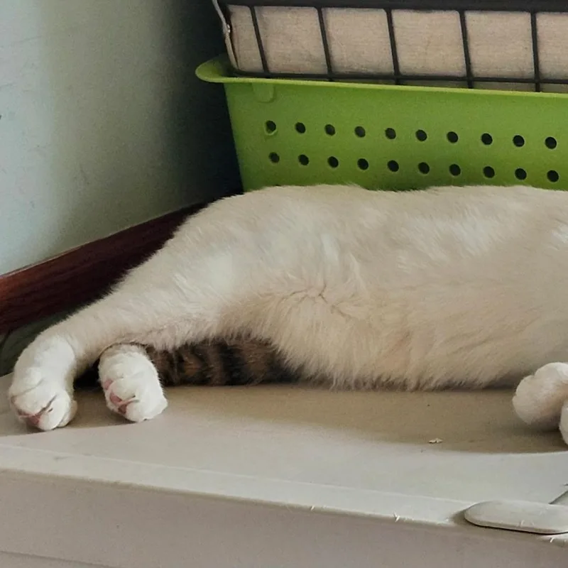 A young medium-sized male Black & White / Tuxedo Domestic Short Hair cat named Dotson for adoption in Spring Lake Park, MN