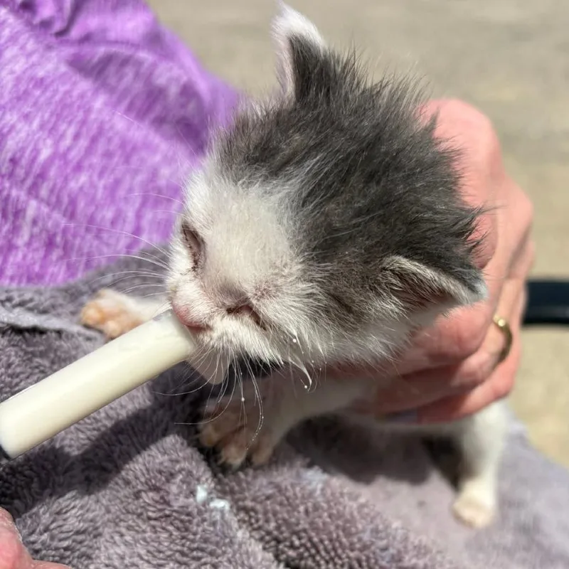A baby small-sized female Gray / Blue / Silver Domestic Short Hair cat named Mercury for adoption in Mondovi, WI