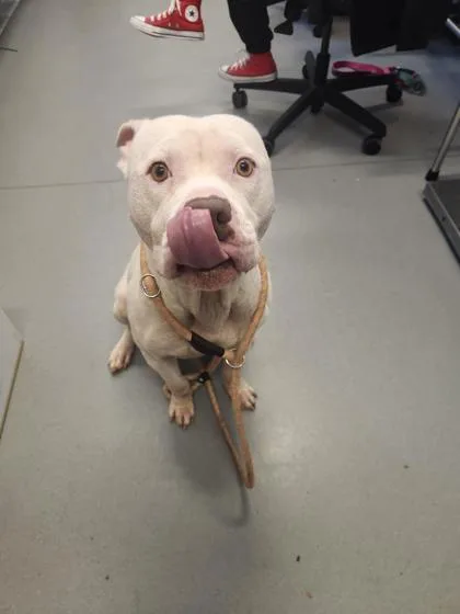 An adult medium-sized male Mixed Breed dog named Ferb for adoption in West Chester, PA