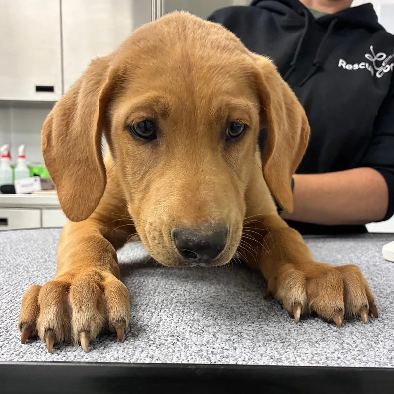 A baby small-sized male Yellow / Tan / Blond / Fawn Anatolian Shepherd dog named Smore for adoption in Abilene, TX