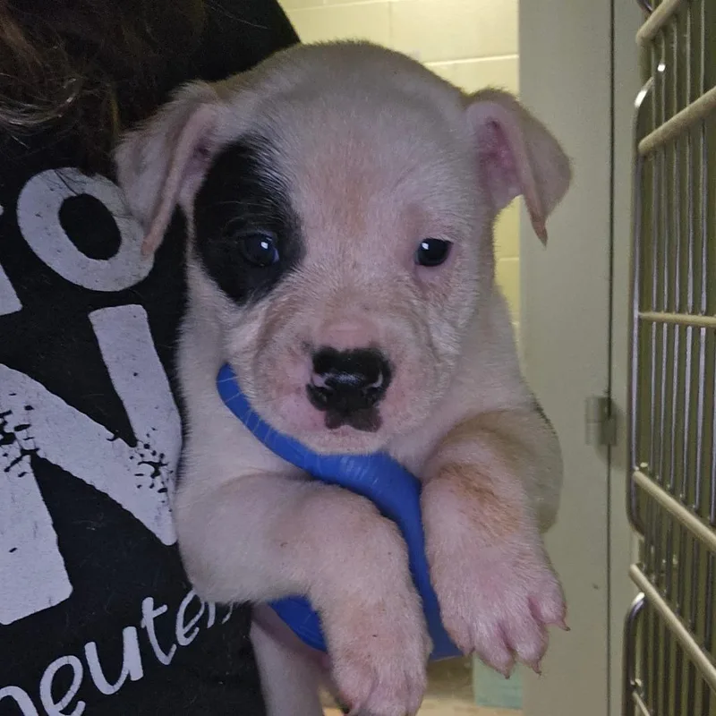 A baby small-sized male White / Cream Mixed Breed dog named Chaos for adoption in Columbus, GA