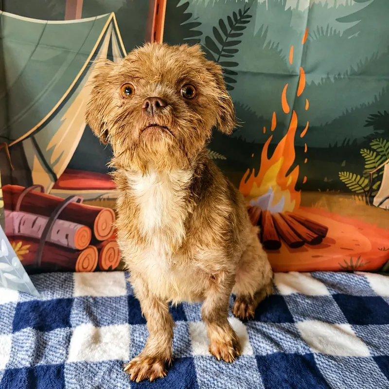 An adult small-sized female Apricot / Beige Shih Tzu dog named Candy for adoption in Tylertown, MS