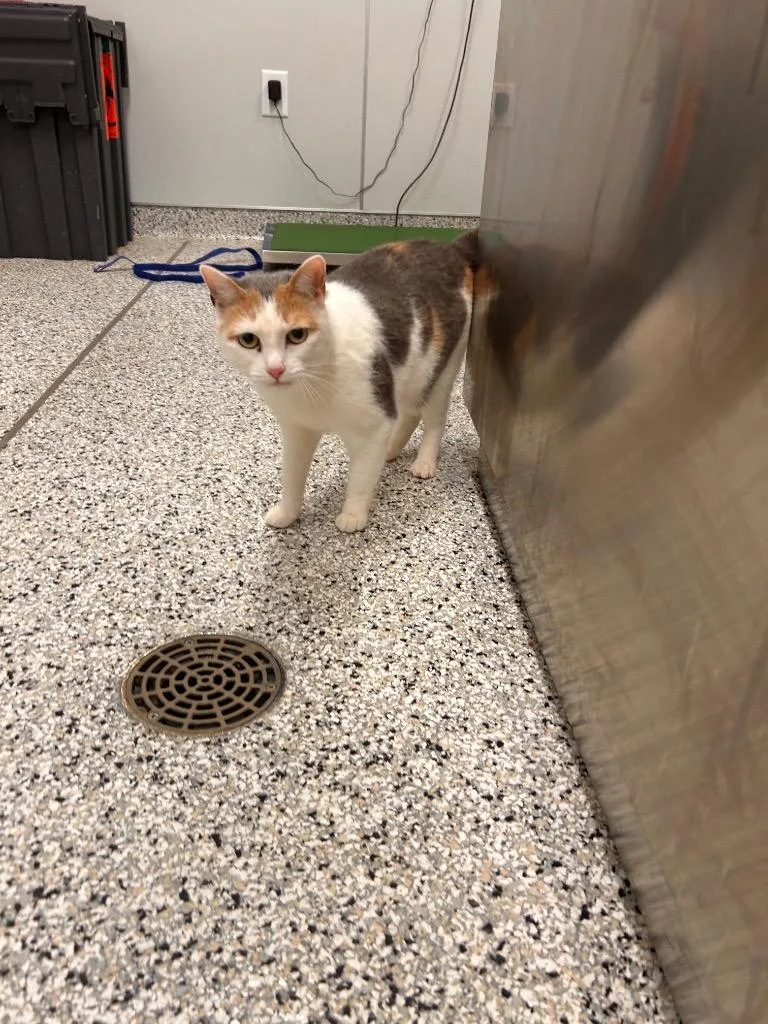 A young medium-sized female Domestic Short Hair cat named Neena for adoption in Clarksville, TN