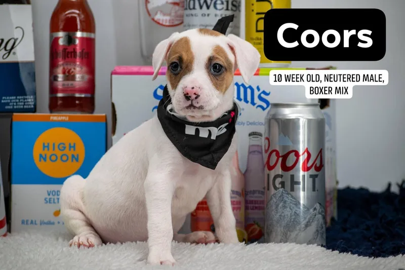 Coors