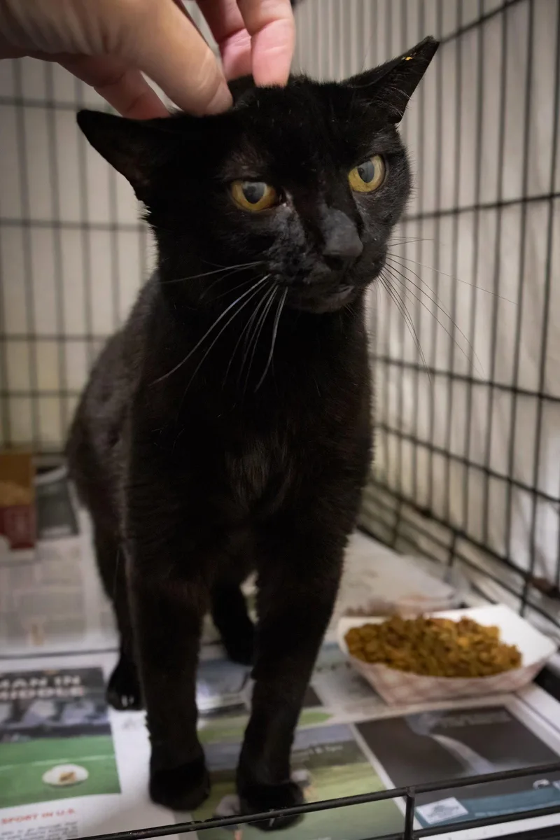 An adult medium-sized female Domestic Short Hair cat named Bellatrix for adoption in Greenville, DE